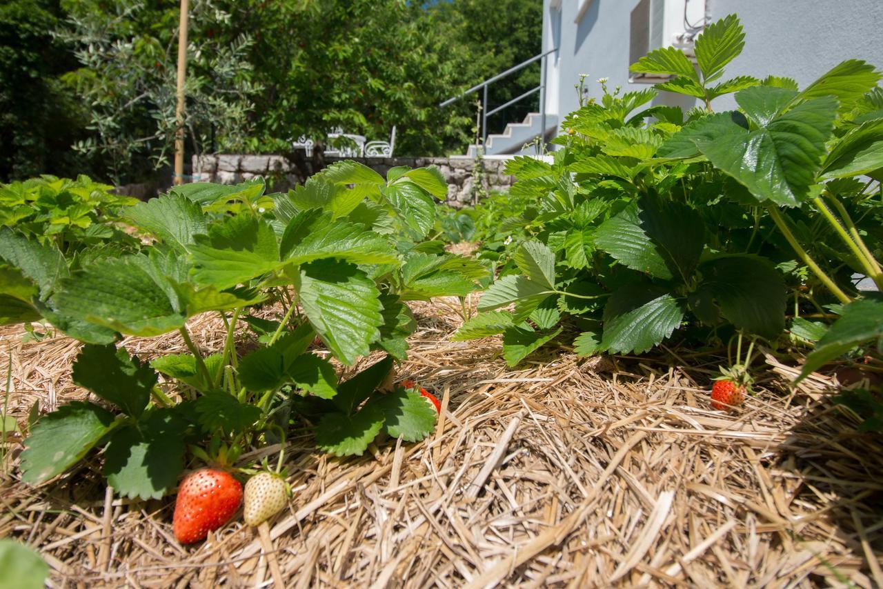 Organic Gardens Villa Crikvenica Exteriér fotografie