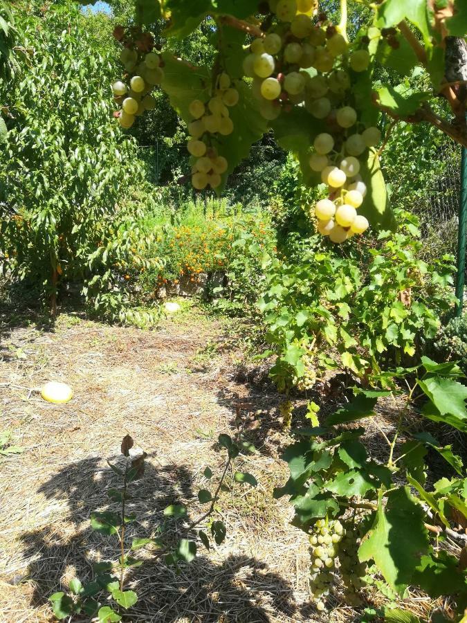 Organic Gardens Villa Crikvenica Exteriér fotografie